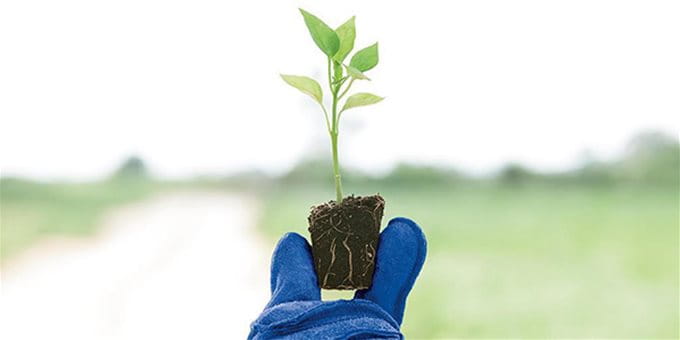 Pflanze mit blauem Handschuh Pflanze mit blauem Handschuh