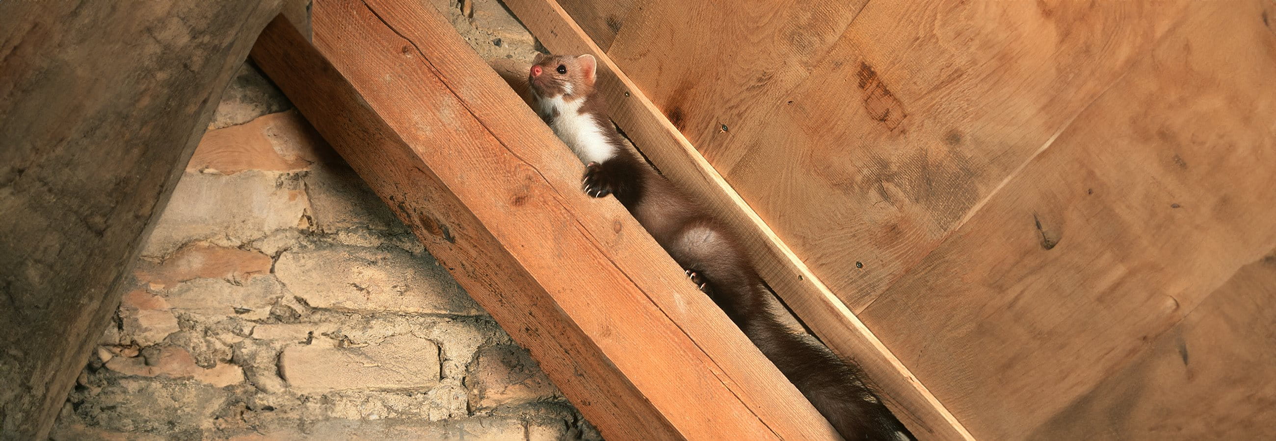 Damage caused by martens Damage caused by martens