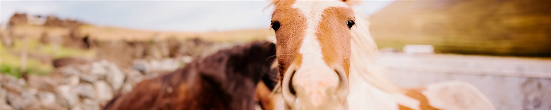Riding other people's horses Riding other people's horses
