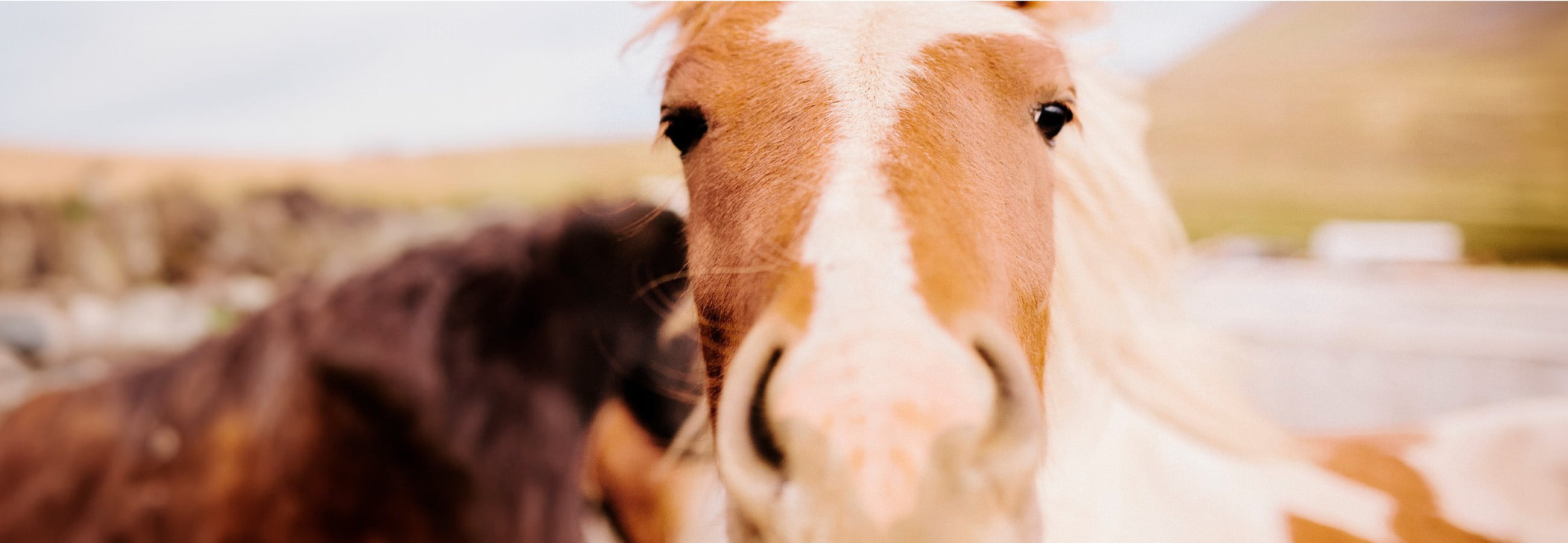 Reiten fremder Pferde Reiten fremder Pferde