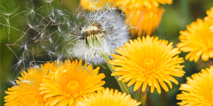 Blumen Blumen