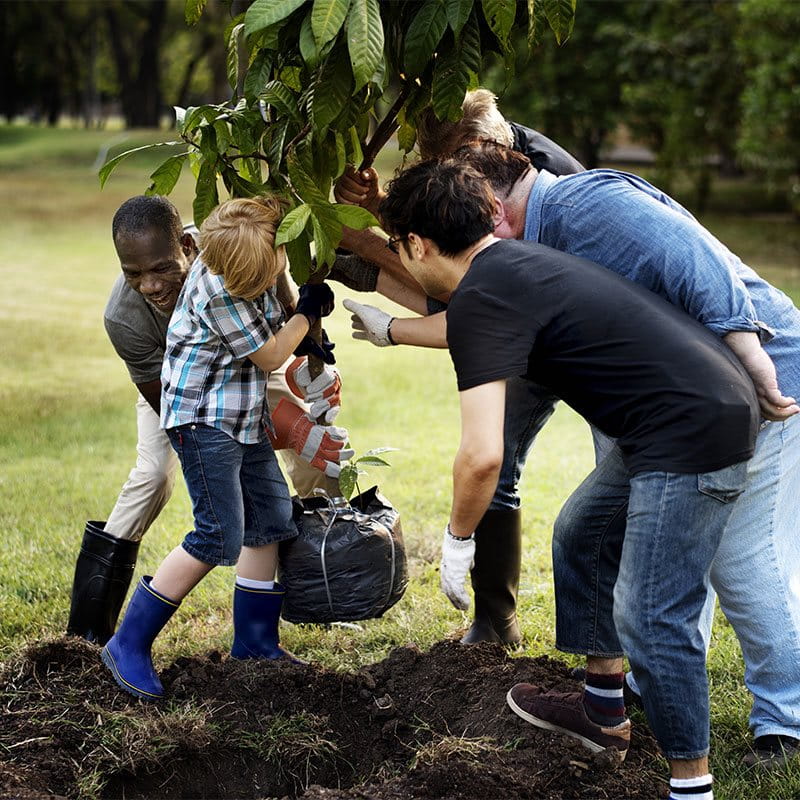 Uomini di diverse generazioni piantano insieme un albero.