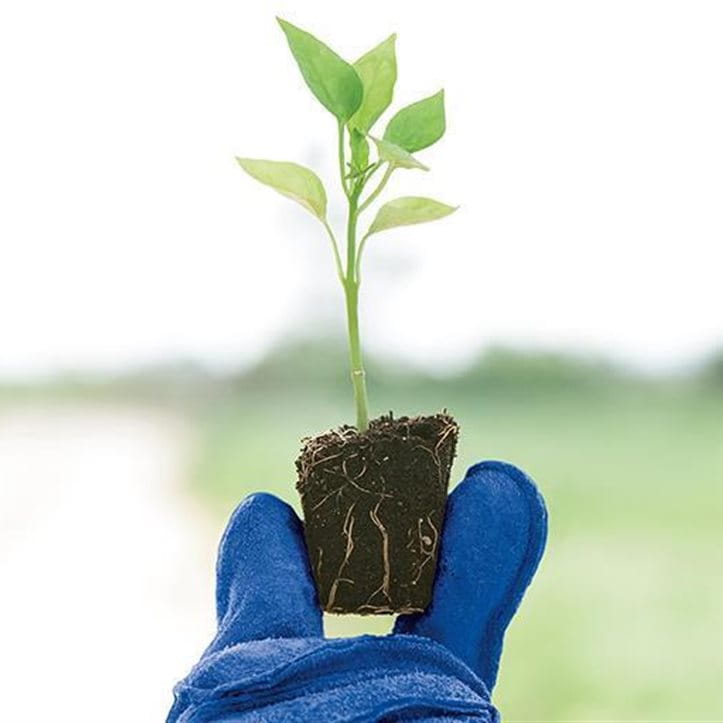 Plante a gant bleu Plante a gant bleu